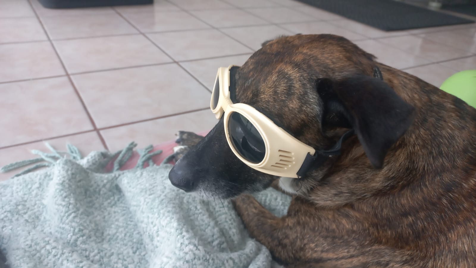 Furbabies Laser therapy for cats