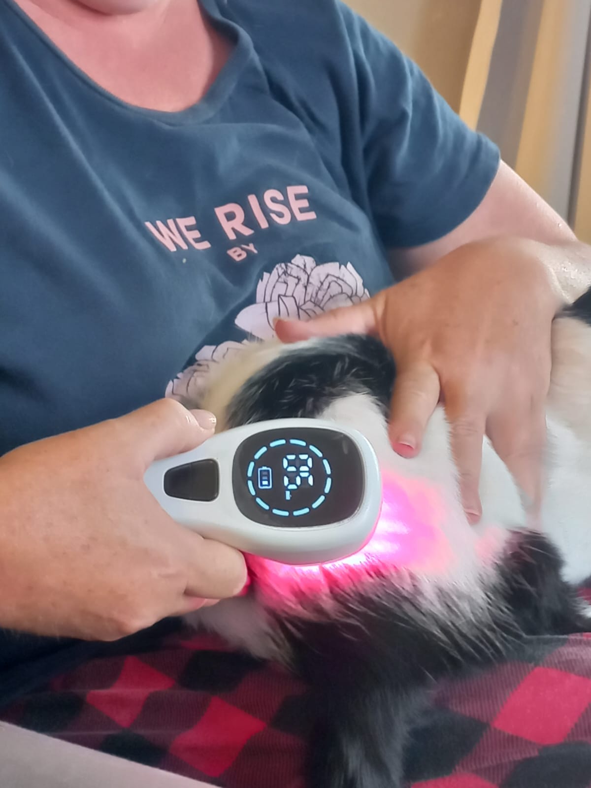 Laser therapy for cats