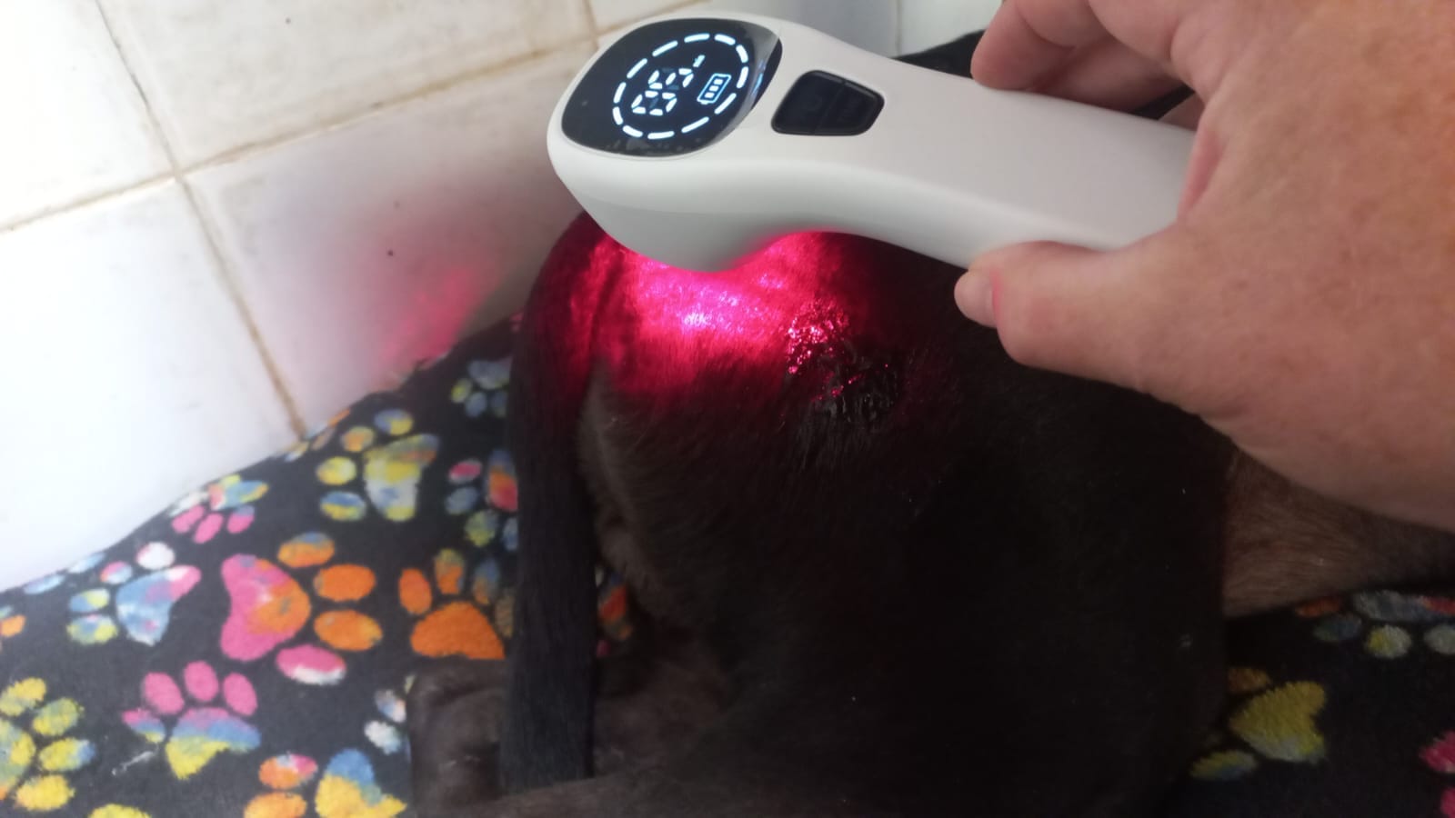 laser therapy for animals at furbabies