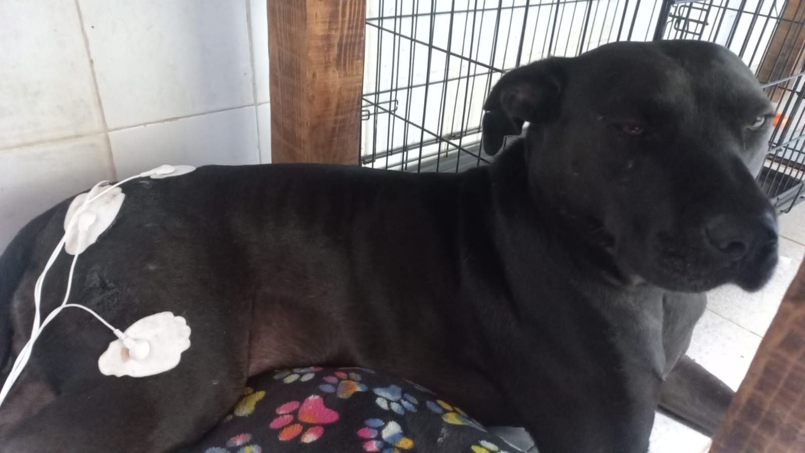 tens therapy at Furbabies