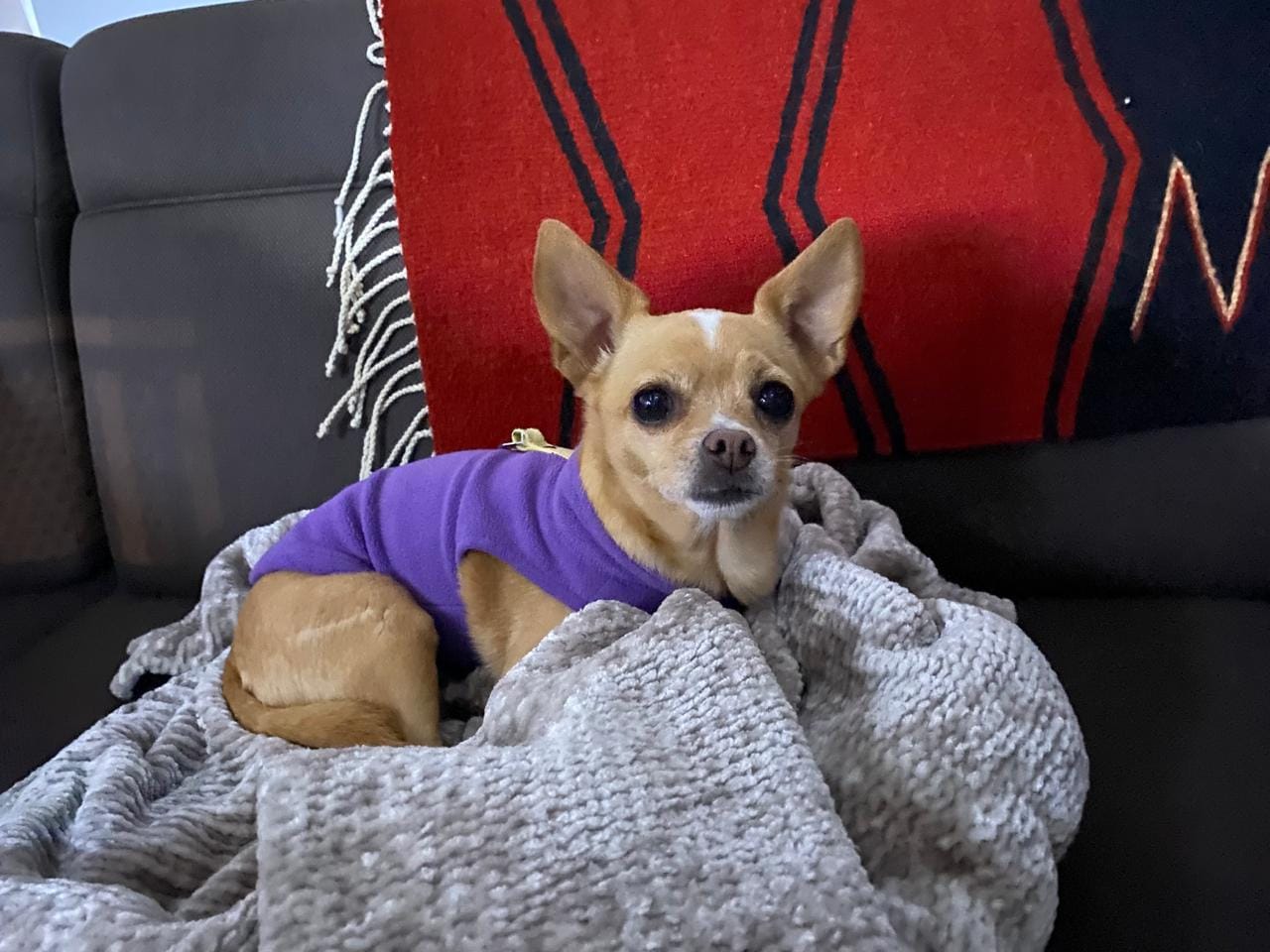 tia furbabies rehab laser rehabilitation